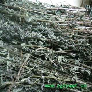 半枝莲 青色选货 产地 四川省成都市双流县 库存 500千克可售图2