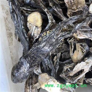 蟾蜍 蟾蜍好货 产地 山东省 买好药材找娟子图3