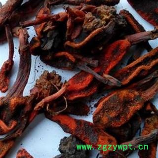 京辉药业 不老草 回春草 野生图2