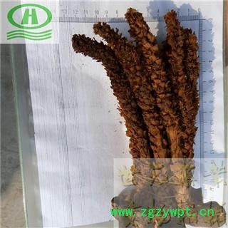 世元药业 草苁蓉 不老草 正品 天然 野无污染【全品除尘中药】图2