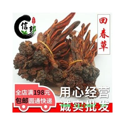 回春草顶天柱泡酒料不老草草苁蓉专注品质，诚信信邦！