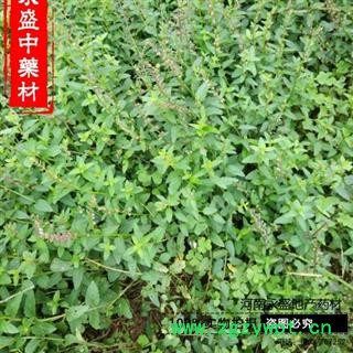 半枝莲 精选 产地 河南省南阳市图3