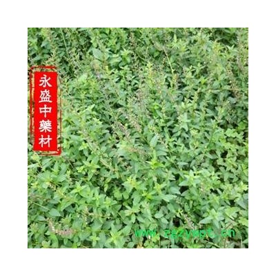 半枝莲 精选 产地 河南省南阳市