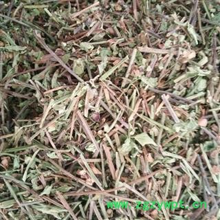 半枝莲 半枝莲 产地 河北省 批发各种冷背中草药个子图2