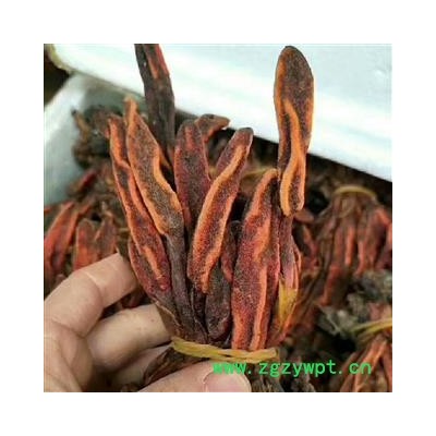 安祁名药优质草苁蓉 野生不老草顶天柱草苁蓉锁阳男性泡酒料