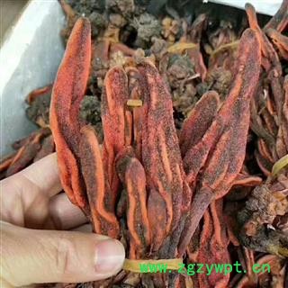 安祁名药优质草苁蓉 野生不老草顶天柱草苁蓉锁阳男性泡酒料图2