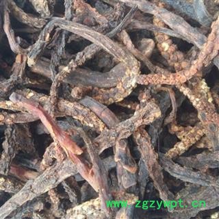 煜庭药业 回春草  草苁蓉图3