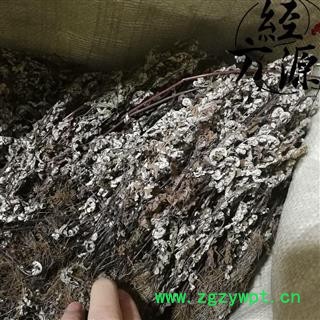 通经草C 金丝草 铁骨草 还阳草 还阳参图3