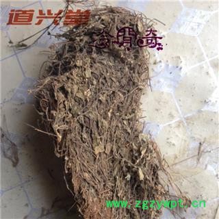 狭叶韩信草 韩信草个 产地 河北省 批发经营各种冷背中草药个子图3