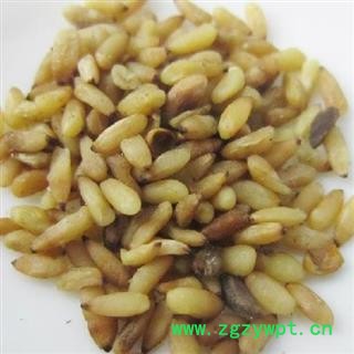 柏子仁 柏子仁选货 产地 山东省东营市图3