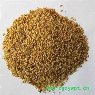 柏子仁 柏子仁选货 产地 山东省东营市图2