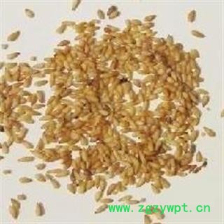 柏子仁 柏子仁选货 产地 山东省东营市