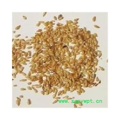 柏子仁 柏子仁选货 产地 山东省东营市