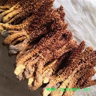 新辉药业草苁蓉 不老草 新货无硫图2