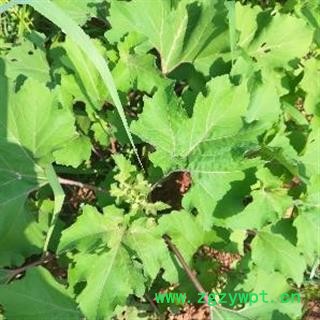 新鲜苍耳草茎叶，野生新鲜