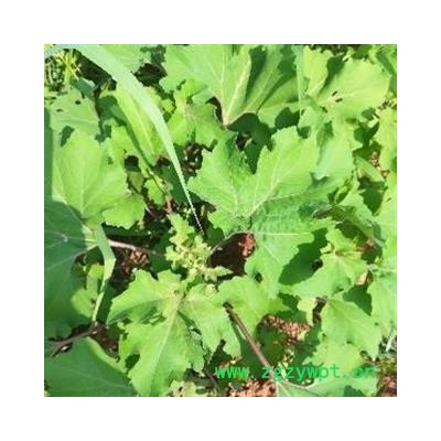 新鲜苍耳草茎叶，野生新鲜