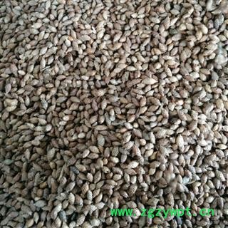 苍耳子  小粒撞刺统产地内蒙古自治区赤峰市林西县图2