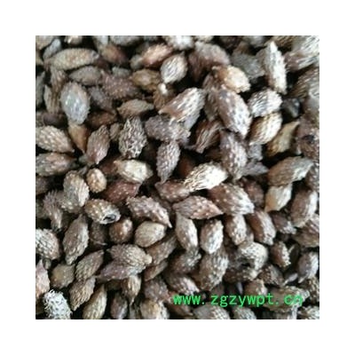 苍耳子  小粒撞刺统产地内蒙古自治区赤峰市林西县