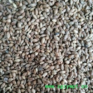 苍耳子  小粒撞刺统产地内蒙古自治区赤峰市林西县图3