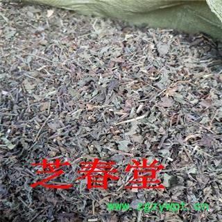 中药材批发 野生韩信草 耳挖草 大力草 金茶匙 牙刷草 顺经图3