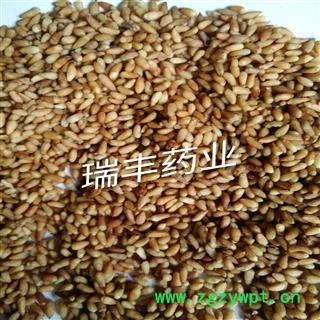 柏子仁 统 产地 山东省济宁市汶上县