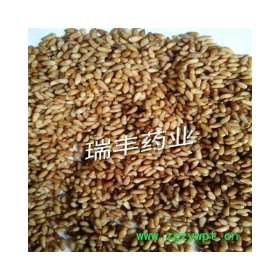 柏子仁 统 产地 山东省济宁市汶上县