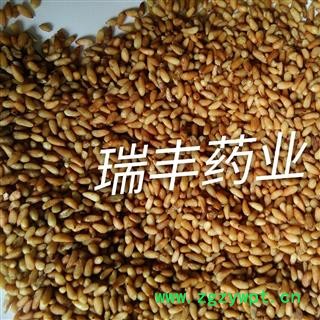 柏子仁 统 产地 山东省济宁市汶上县图2