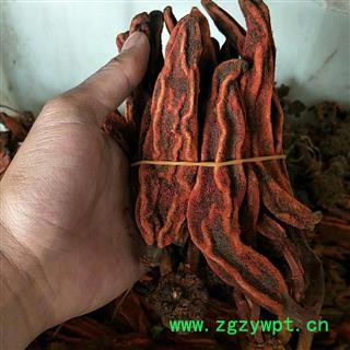 瑞森药材行草苁蓉 顶天柱 不老草 回春草 壮阳草 不老根图2