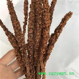 吉康药业中药材不老草  草苁蓉长白山特产不老草图2