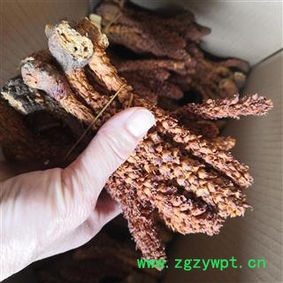 新辉药业草苁蓉 不老草 新货无硫图2