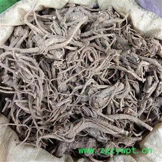 广西壮乡中草药 野生 香白芷 产地 广西柳州市三江侗族自治县图2