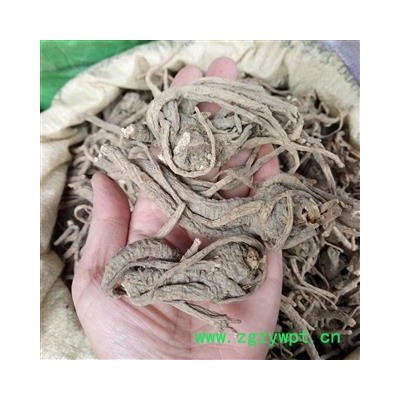 广西壮乡中草药 野生 香白芷 产地 广西柳州市三江侗族自治县