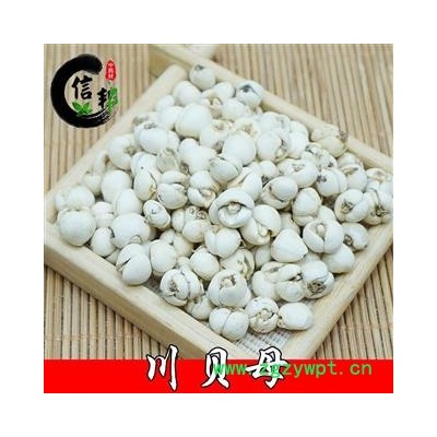 无硫川贝母（松贝母）大开花贝 药食同源滋补品专注品质，诚信信邦！