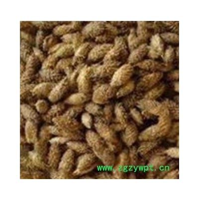 苍耳子 苍耳子统货 产地 内蒙古自治区