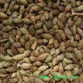 苍耳子 苍耳子统货 产地 内蒙古自治区图2