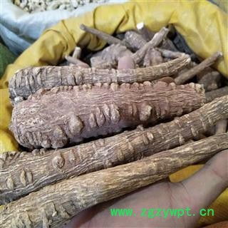 白芷 川白芷选个 产地 四川省图3