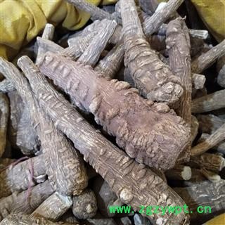 白芷 川白芷选个 产地 四川省图2