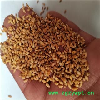 柏子仁 带壳 产地 山东省枣庄市图3