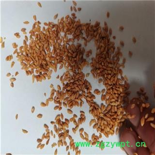 柏子仁 带壳 产地 山东省枣庄市图2