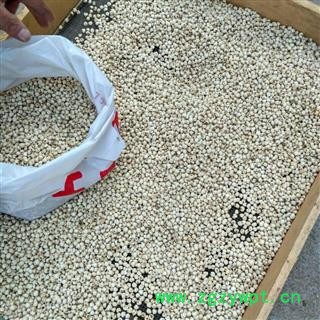 松贝母 川松贝水洗精选小珍珠0.6 产地 四川省阿坝藏族羌族自治州图3