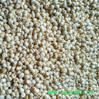 松贝母 川松贝水洗精选小珍珠0.6 产地 四川省阿坝藏族羌族自治州图2