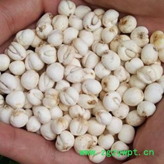 小丽百草行川贝 本色松贝怀中抱月手选图3