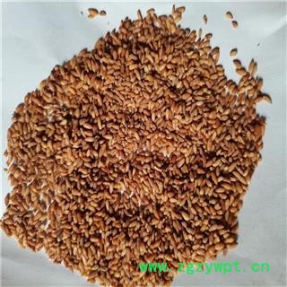 柏子仁 02统 产地 山东省图2