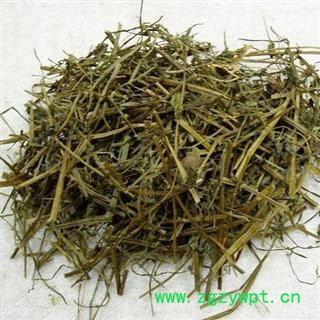 半枝莲   半支莲 半枝连 铁树叶 中药材供应图2