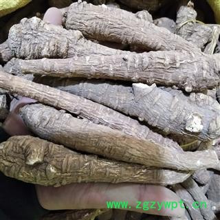 白芷 川白芷统个 产地 四川省图4