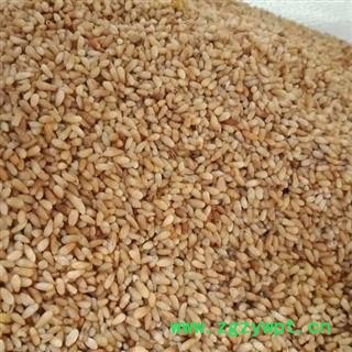 柏子仁 柏子仁98货 产地 山东省 买好药找娟子图2