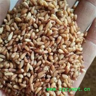 柏子仁 柏子仁98货 产地 山东省 买好药找娟子图3