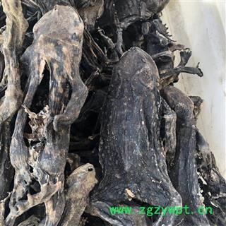 蟾蜍 干蟾蜍统个 干蟾皮 干蟾衣 产地 山东省 买好药找娟子图2