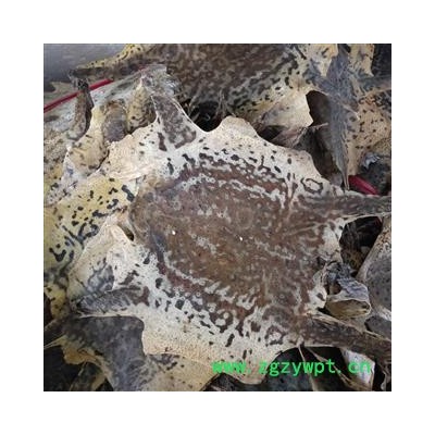 蟾蜍皮 蟾蜍皮蟾蜍衣 产地 辽宁省