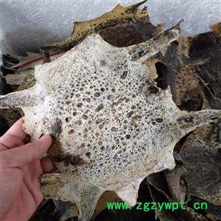 蟾蜍皮 蟾蜍皮蟾蜍衣 产地 辽宁省图2